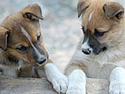 Campamento de verano de trineos tirados por perros